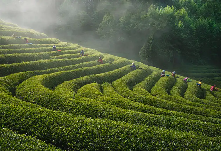 Бай Му Дань